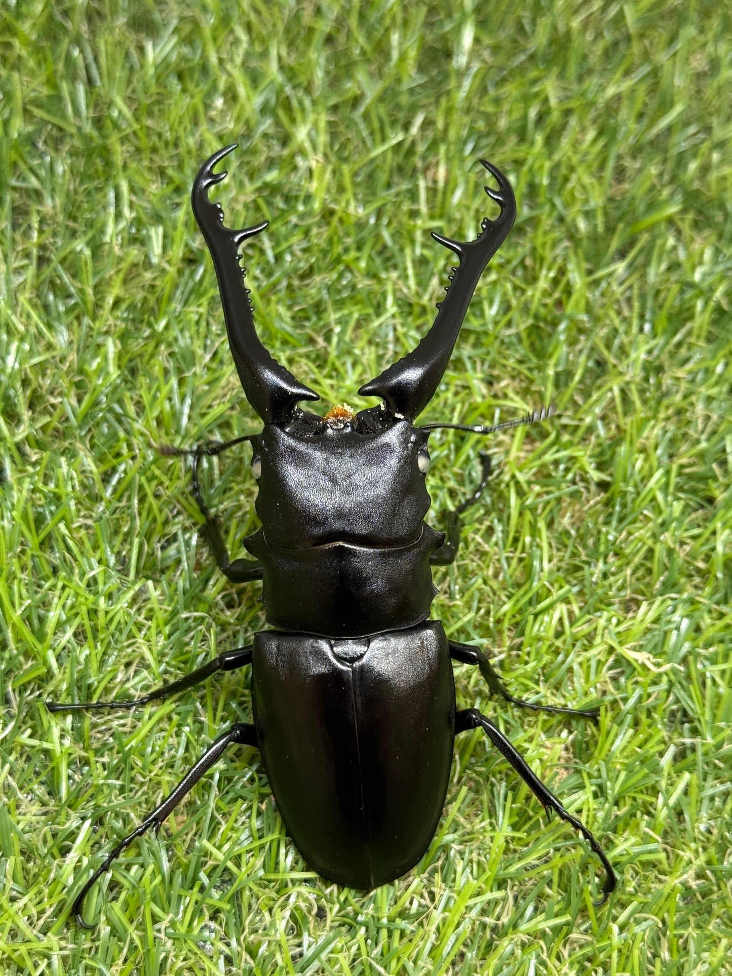 ギラファノコギリクワガタ(ホワイトアイ血統) ♂100mm成虫ペア
