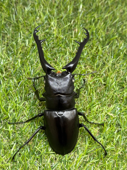 ギラファノコギリクワガタ(ホワイトアイ血統) ♂100mm成虫ペア