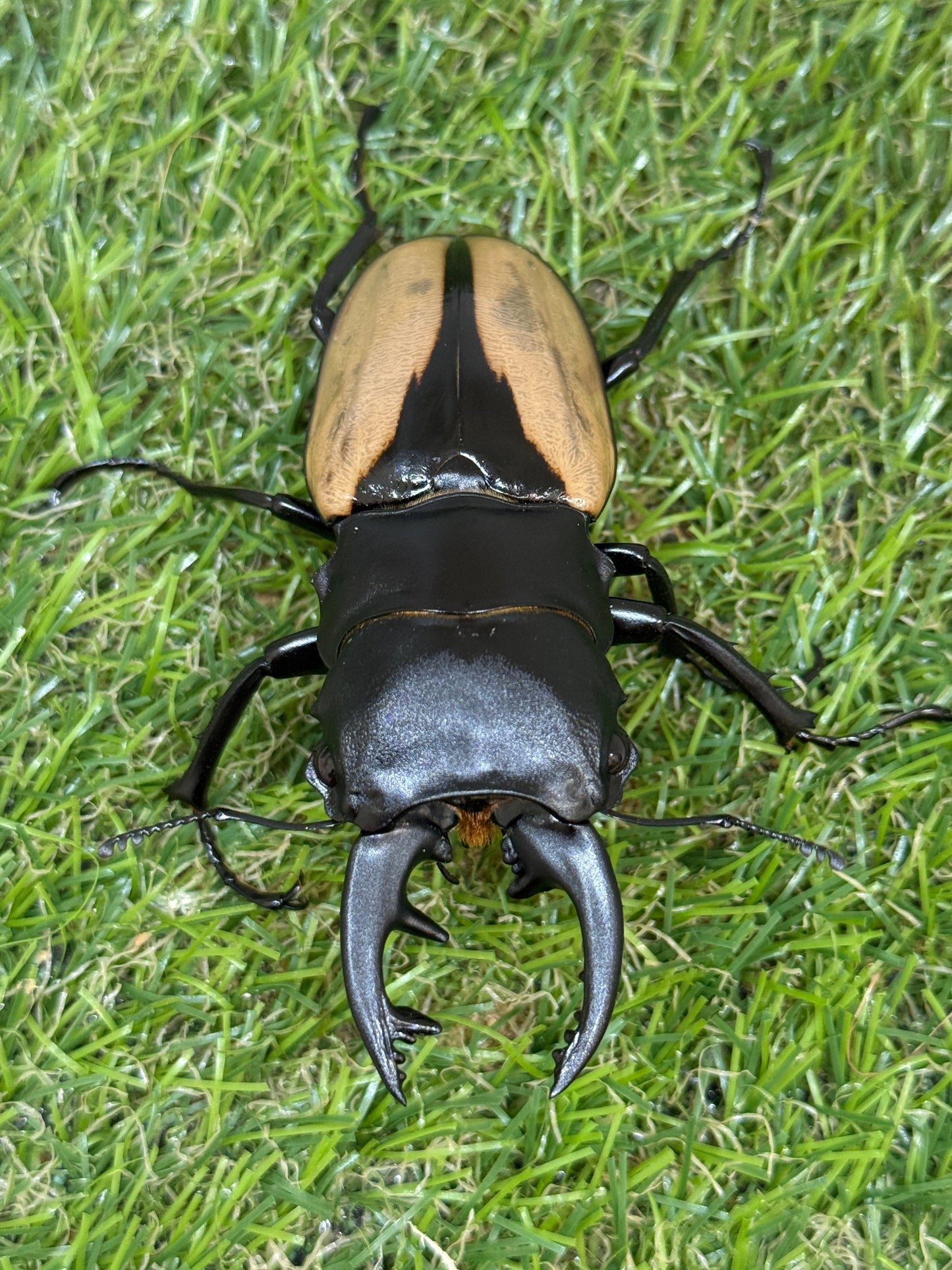 ブルマイスターツヤクワガタ　♂80.9mm成虫ペア