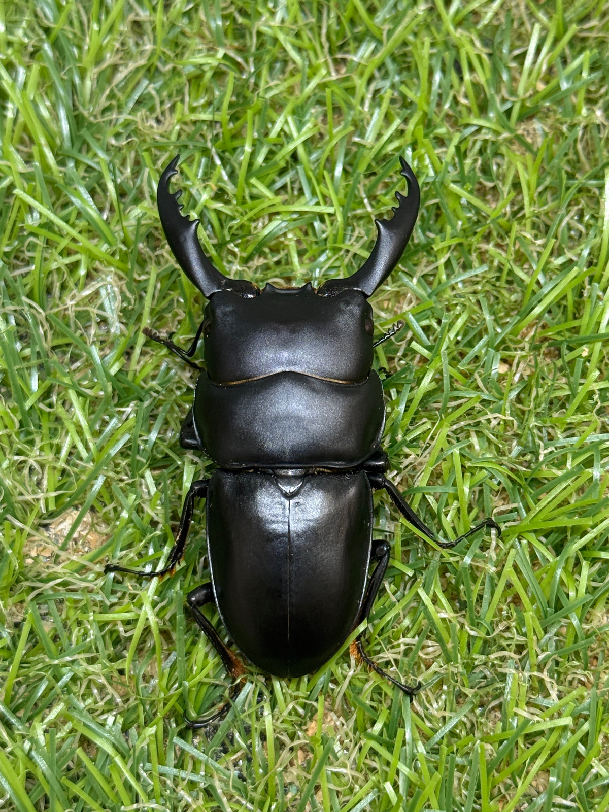 インターメディウスヒラタクワガタ　♂55.2mm成虫ペア