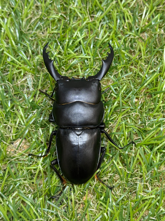 インターメディウスヒラタクワガタ　♂55.2mm成虫ペア