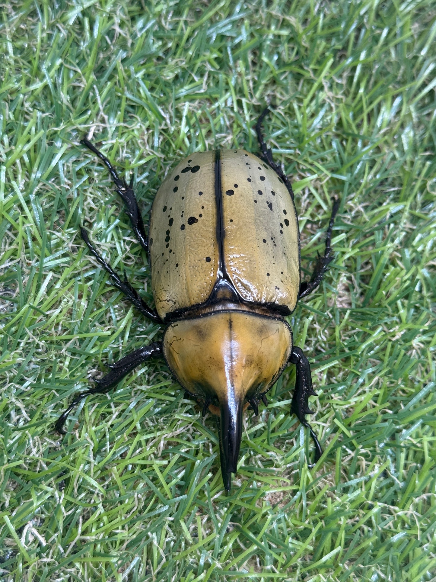 ティティウスシロカブト　♂59mm成虫ペア