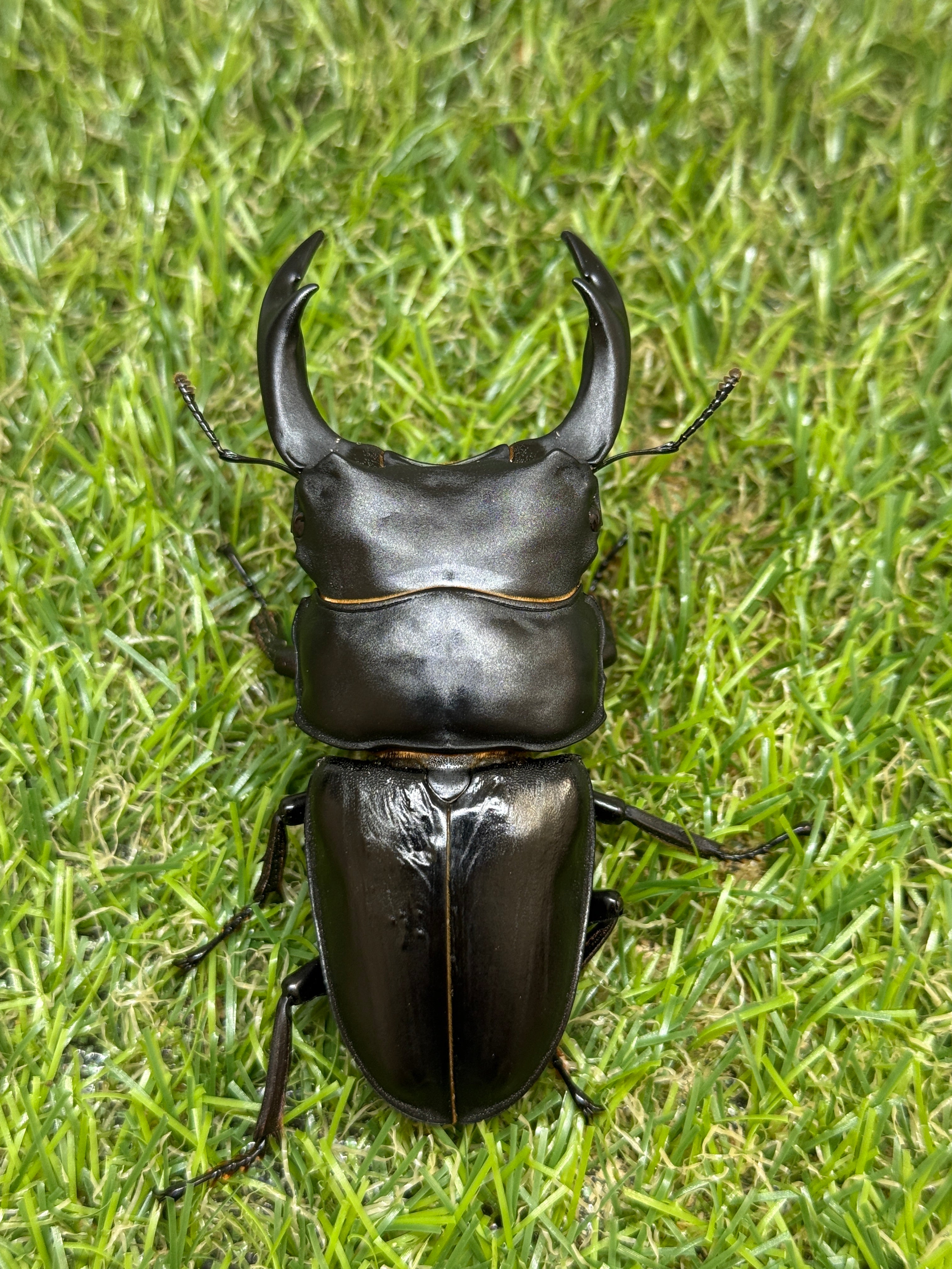 オオクワガタ 能勢YG ♂80.9mm成虫ペア – 昆虫ショップNexus