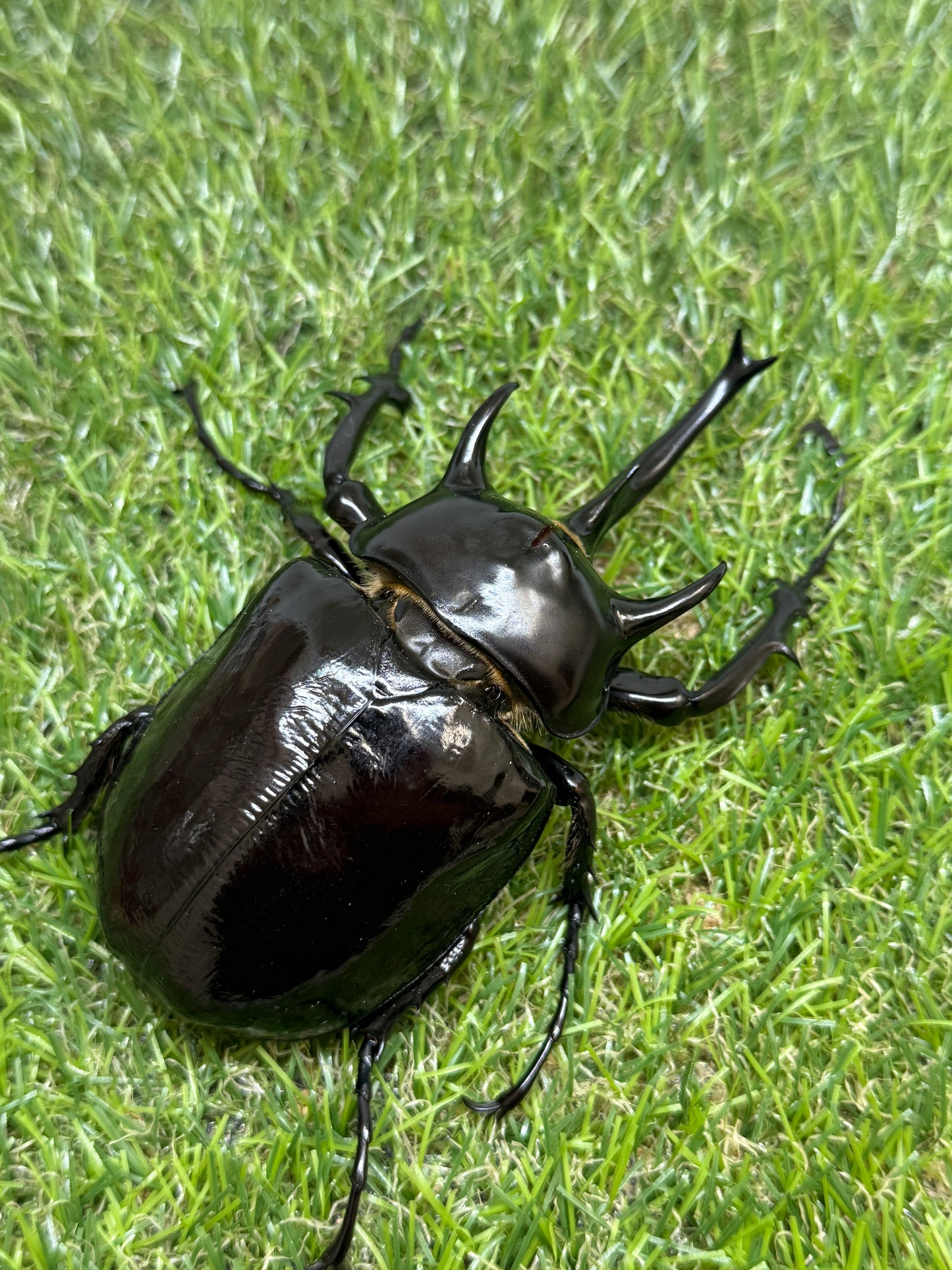 マルスゾウカブト　♂113mm成虫ペア