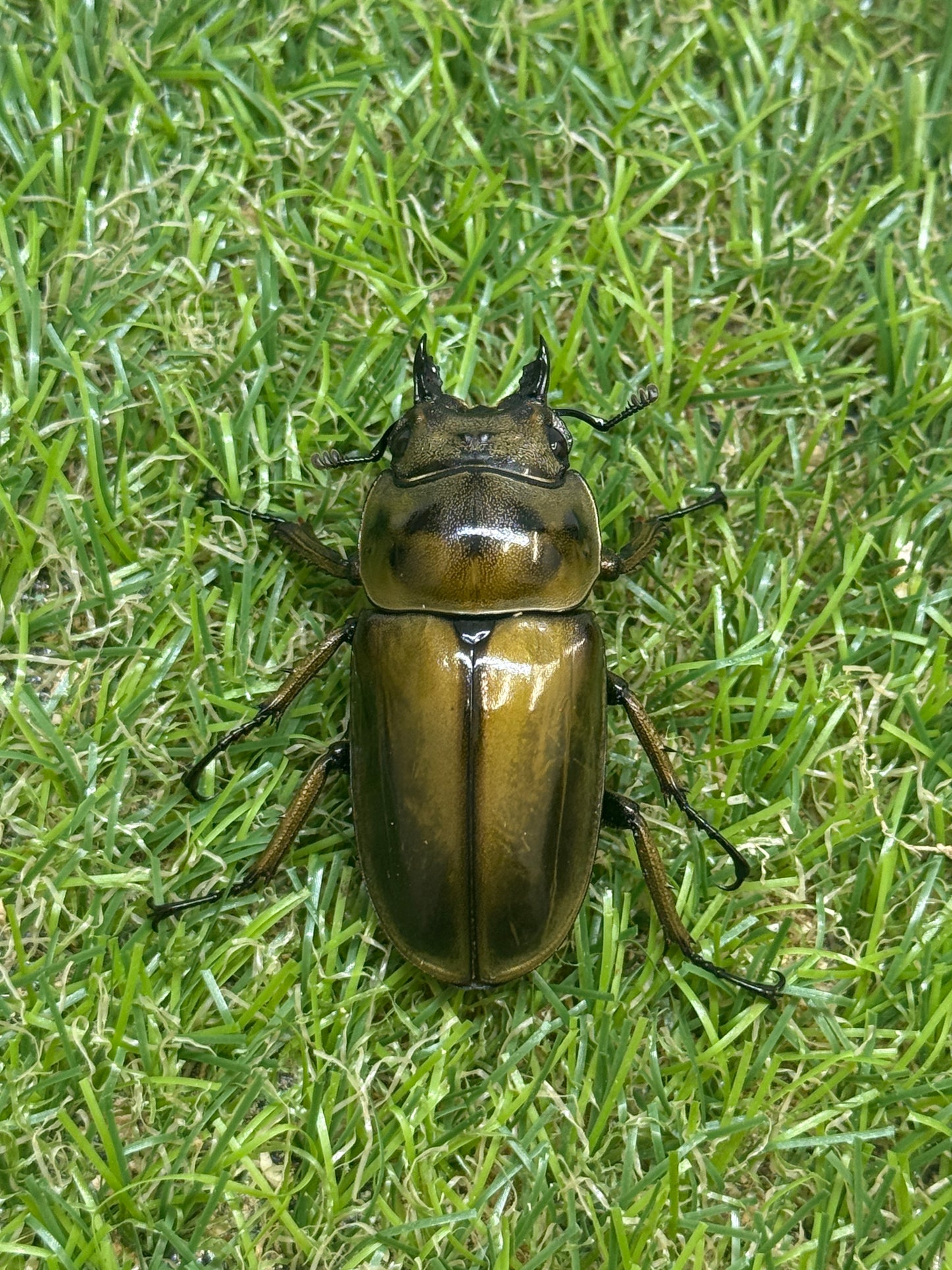 ババオウゴンオニクワガタ　♂58.8mm成虫ペア