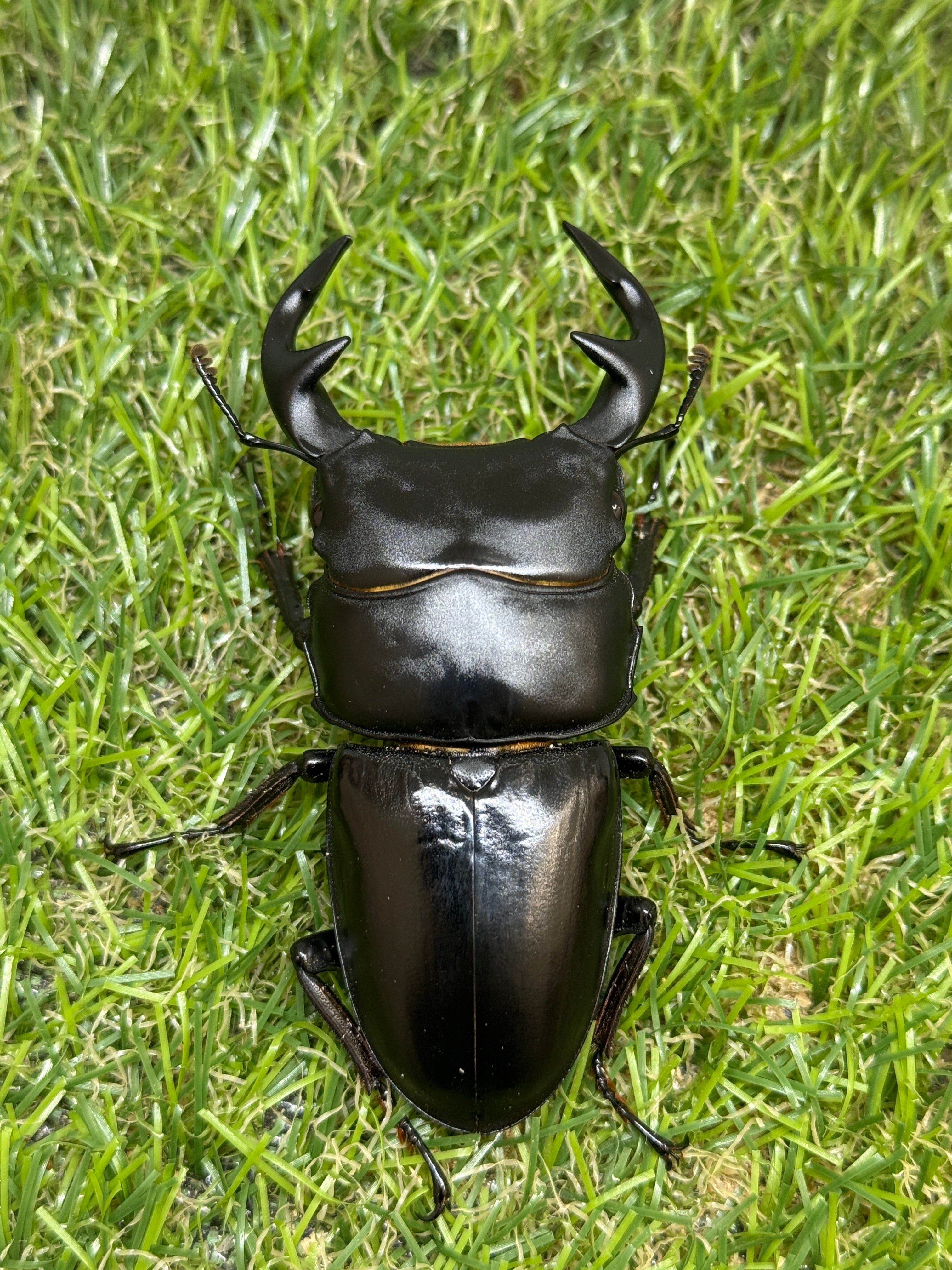 グランディスオオクワガタ ♂79mm成虫ペア – 昆虫ショップNexus