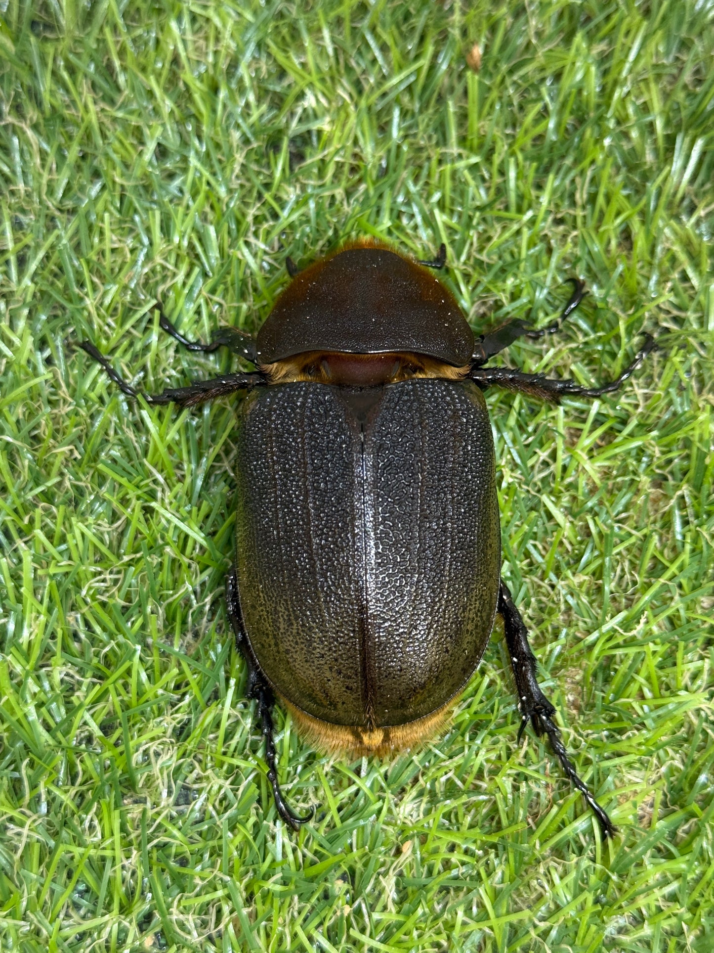 DH･ヘラクレス　♂138mm成虫ペア
