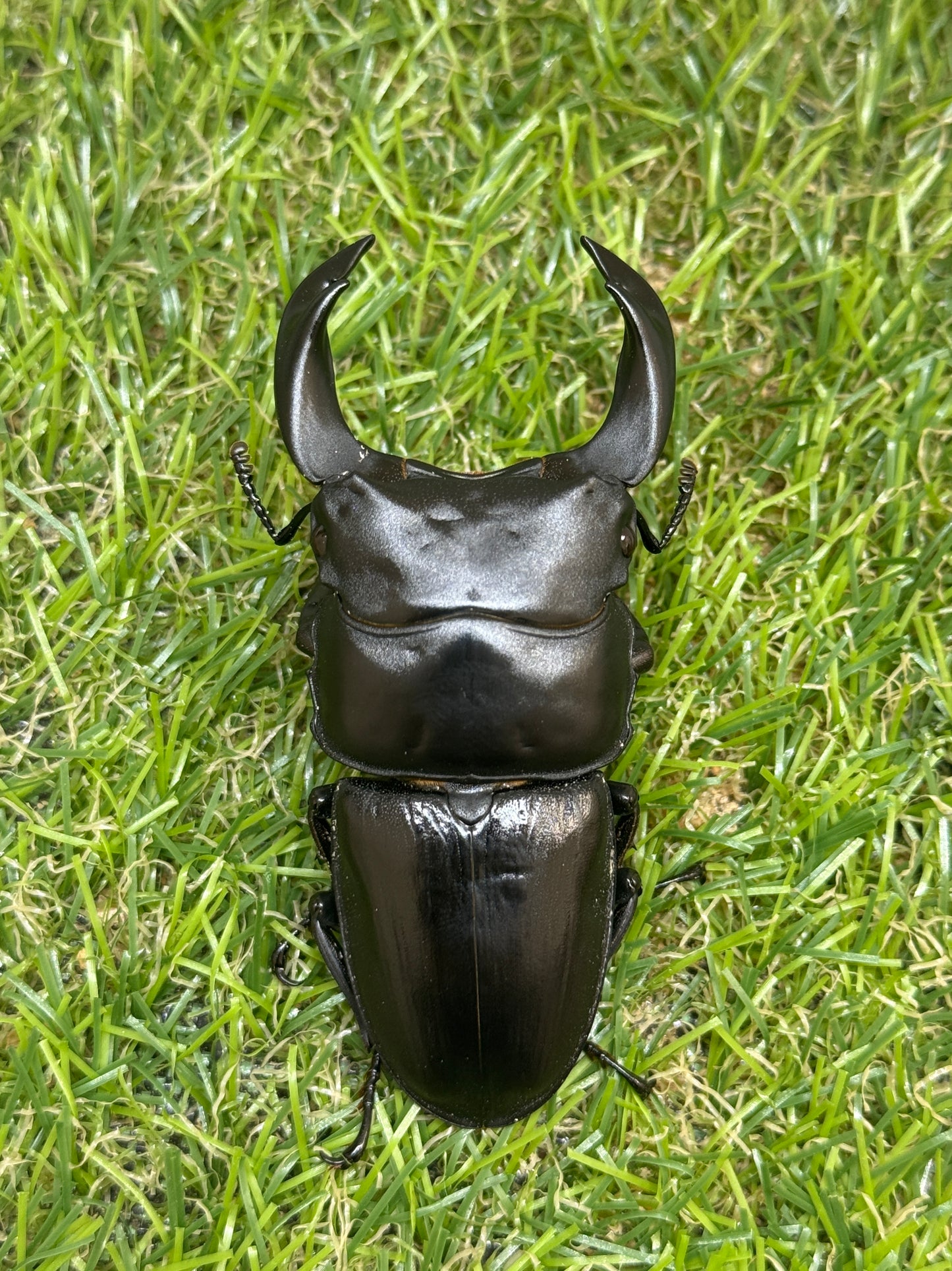 ホペイオオクワガタ　♂62mm成虫ペア