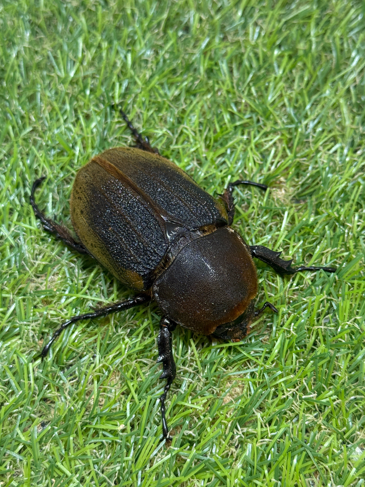 DH・ヘラクレス(大型血統)　♀66.4mm単品