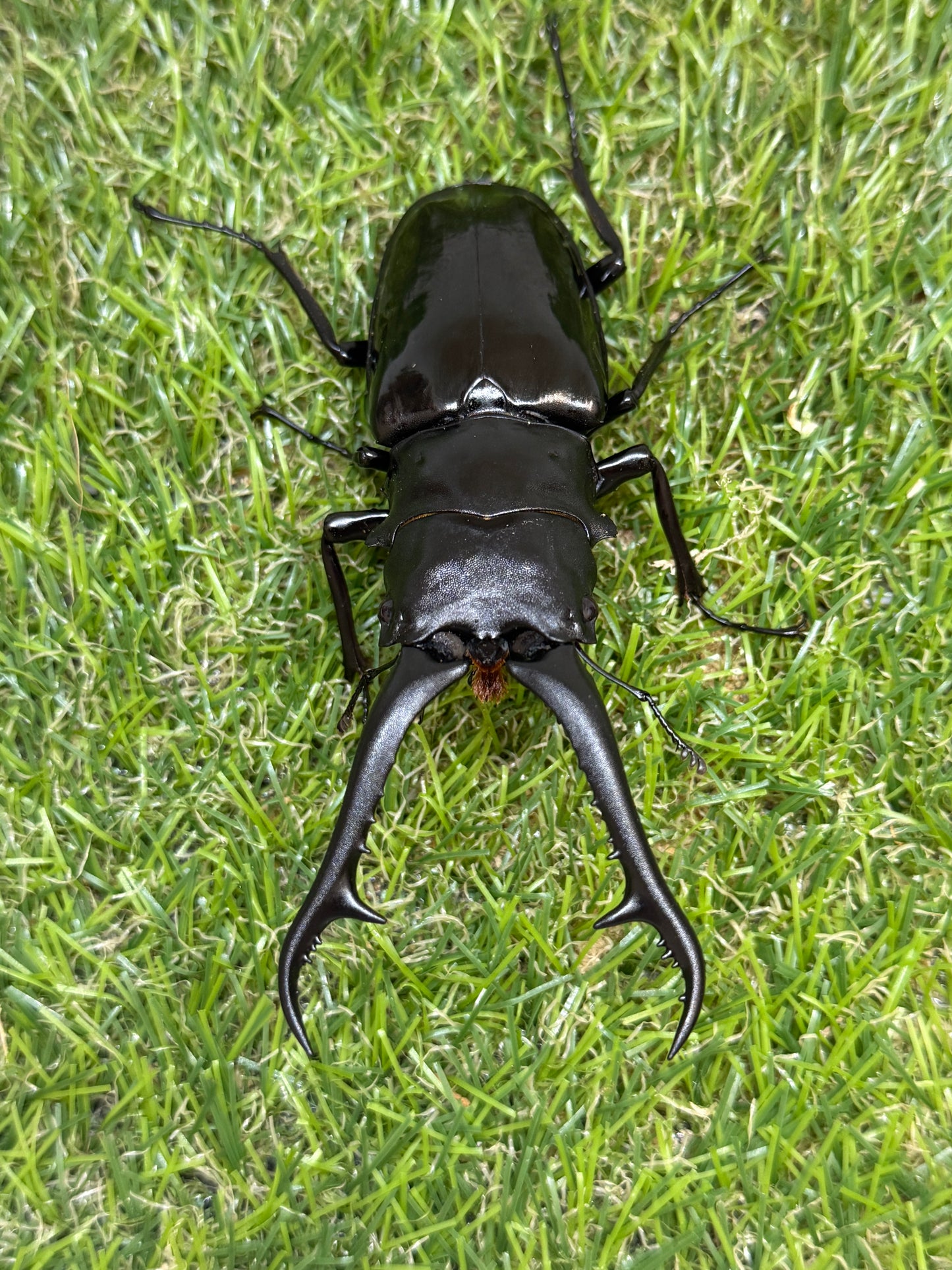 ギラファノコギリクワガタ　ダイスケ　♂103mm成虫ペア