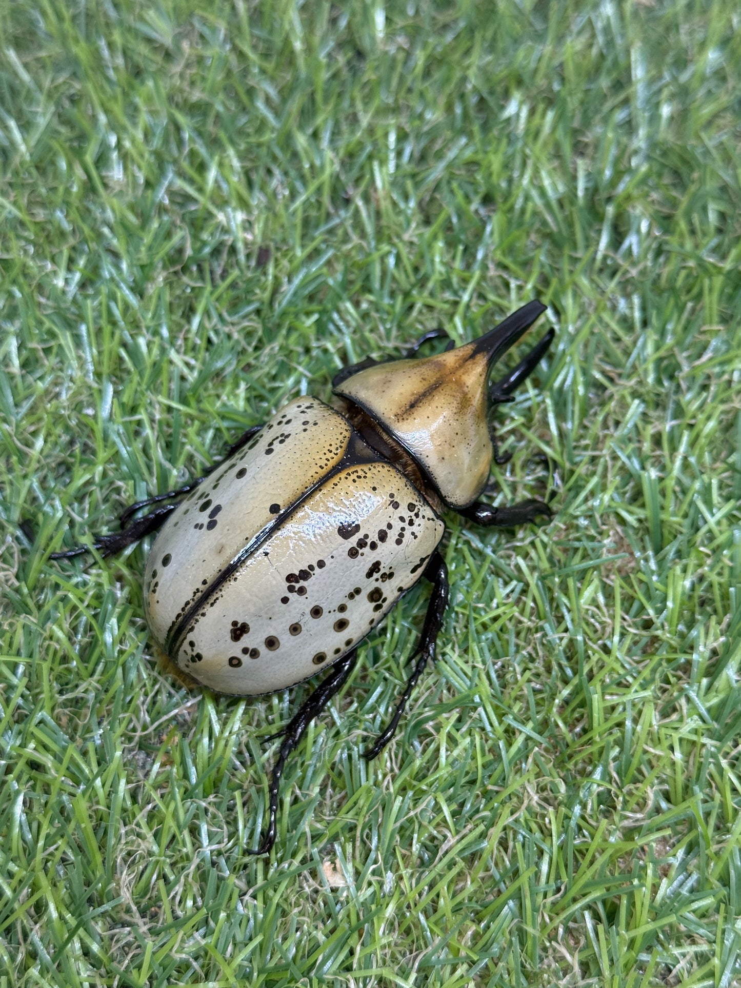 ティティウスシロカブト　♂64mm成虫ペア