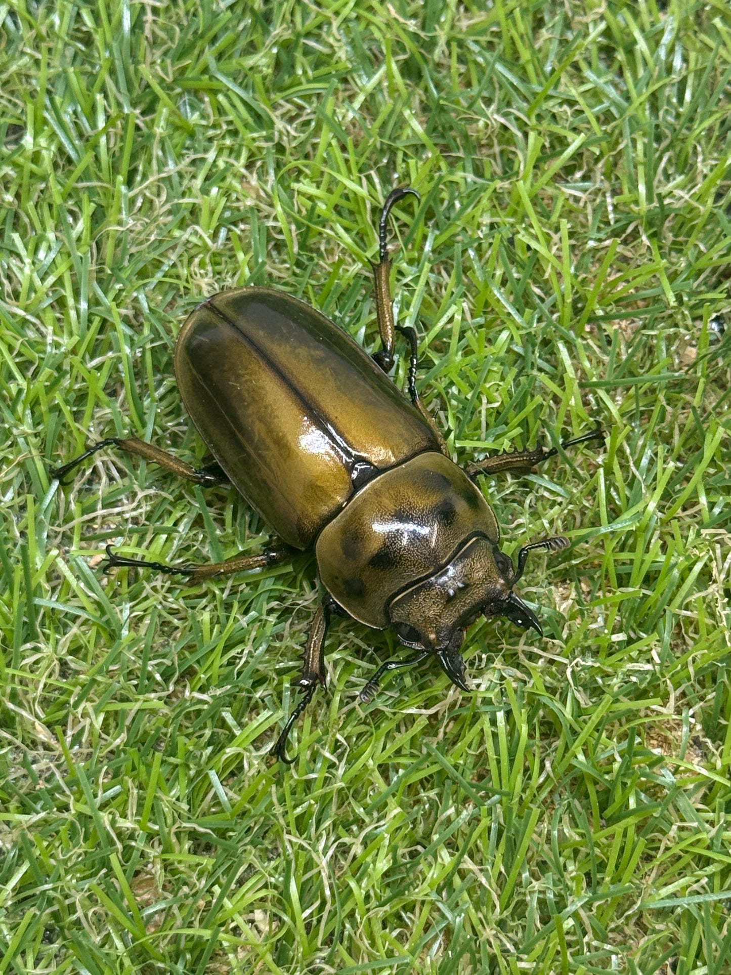 ババオウゴンオニクワガタ　♂58.8mm成虫ペア