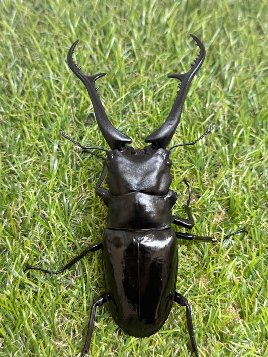 ギラファノコギリクワガタ(ダイスケ)　♂107.8mm単品