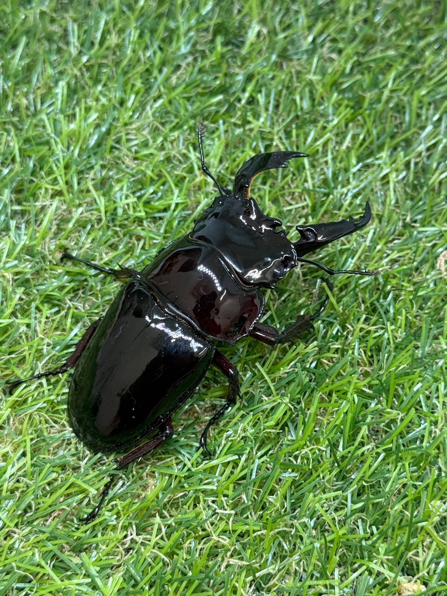 レギウスオオツヤクワガタ　♂80.7mm成虫ペア