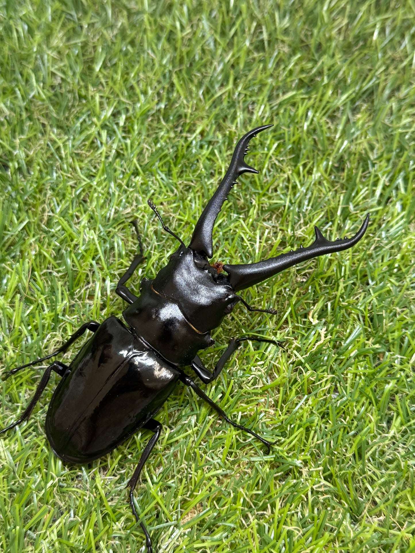 ギラファノコギリクワガタ　ダイスケ　♂103mm成虫ペア