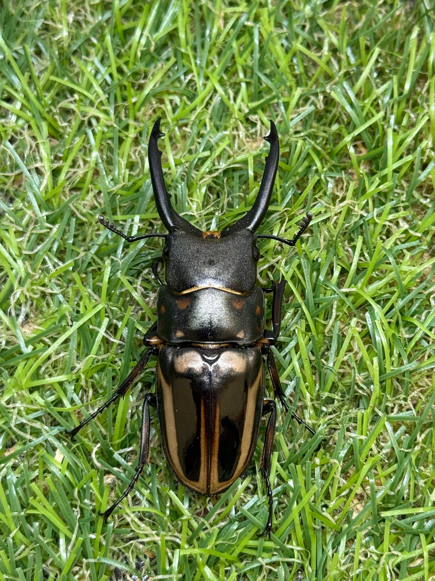 ゼブラノコギリクワガタ亜種ルソンエンシス　♂41mm成虫ペア