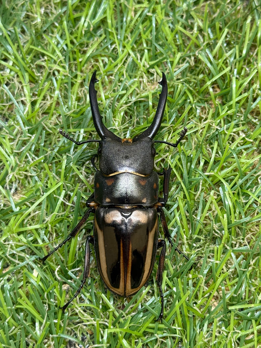 ゼブラノコギリクワガタ亜種ルソンエンシス　♂41mm成虫ペア