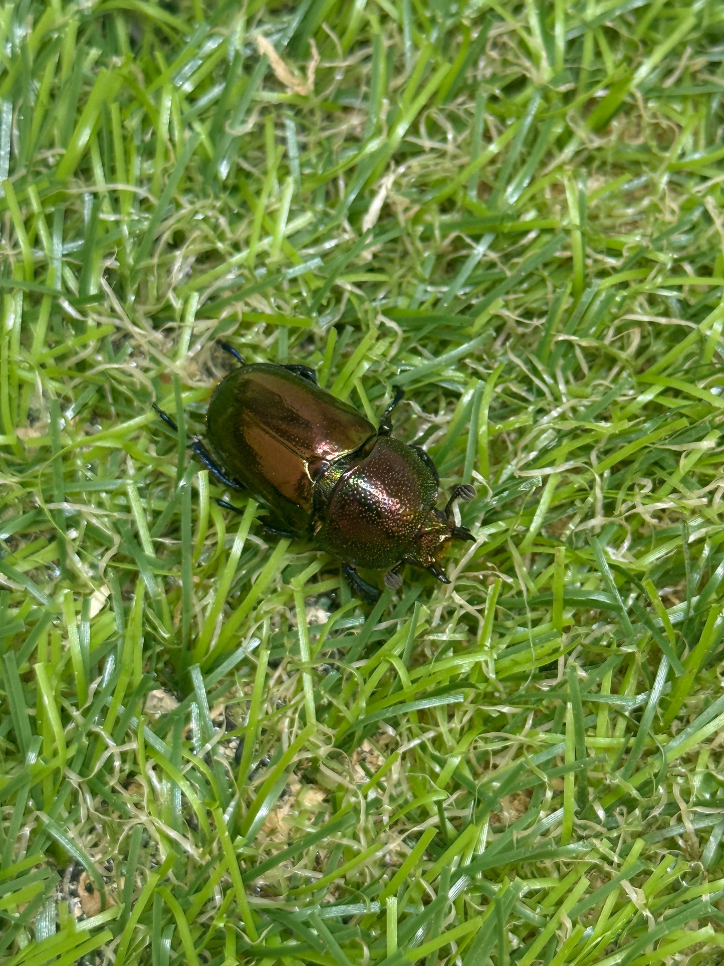 パプアキンイロクワガタ　♂39.5mm成虫ペア