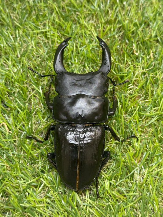 オオクワガタ　奈良輪川西　♂83.7mm成虫ペア　2026年ブリード個体