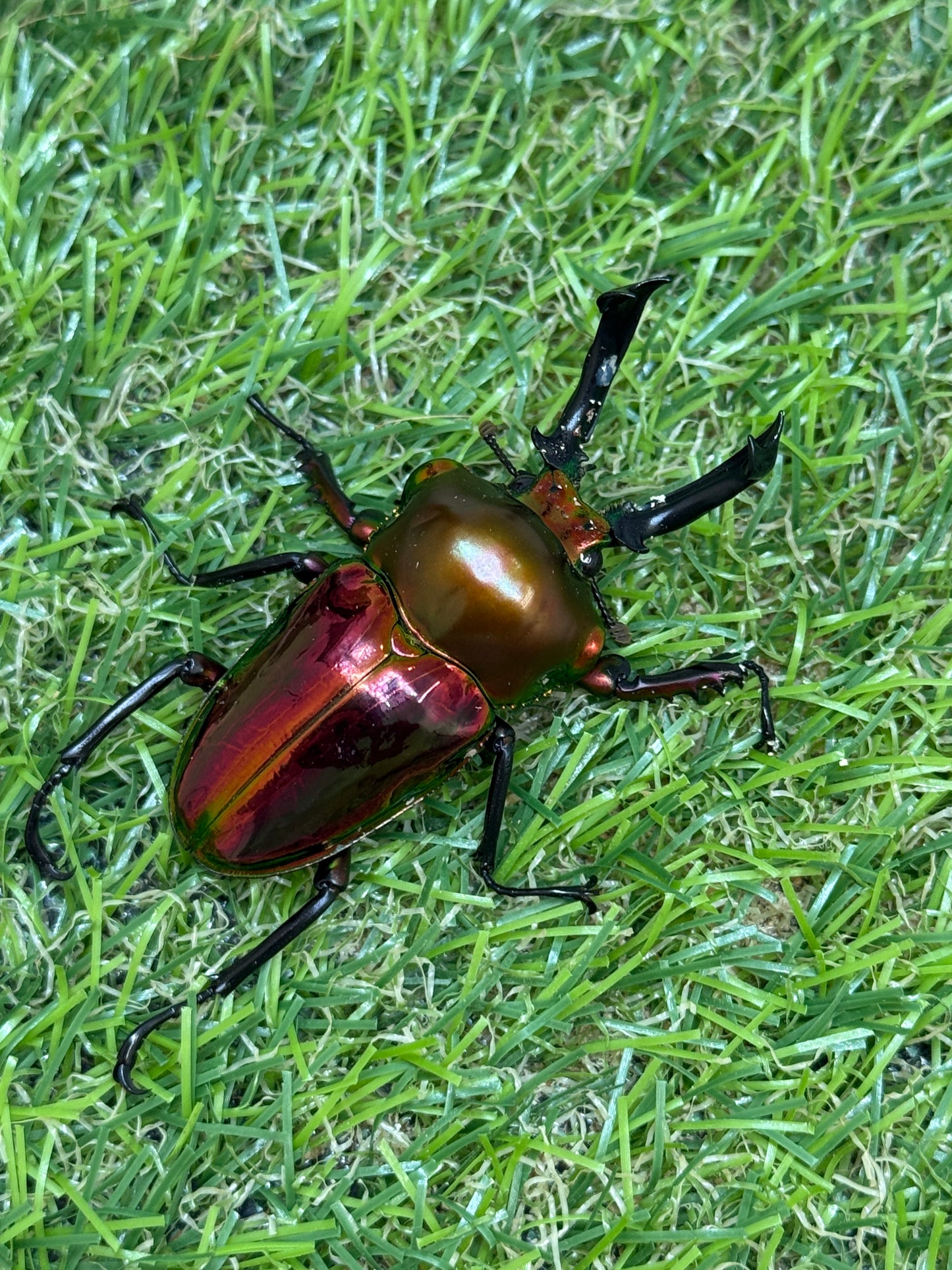 ニジイロクワガタ(レッド系)　♂52.5mm成虫ペア