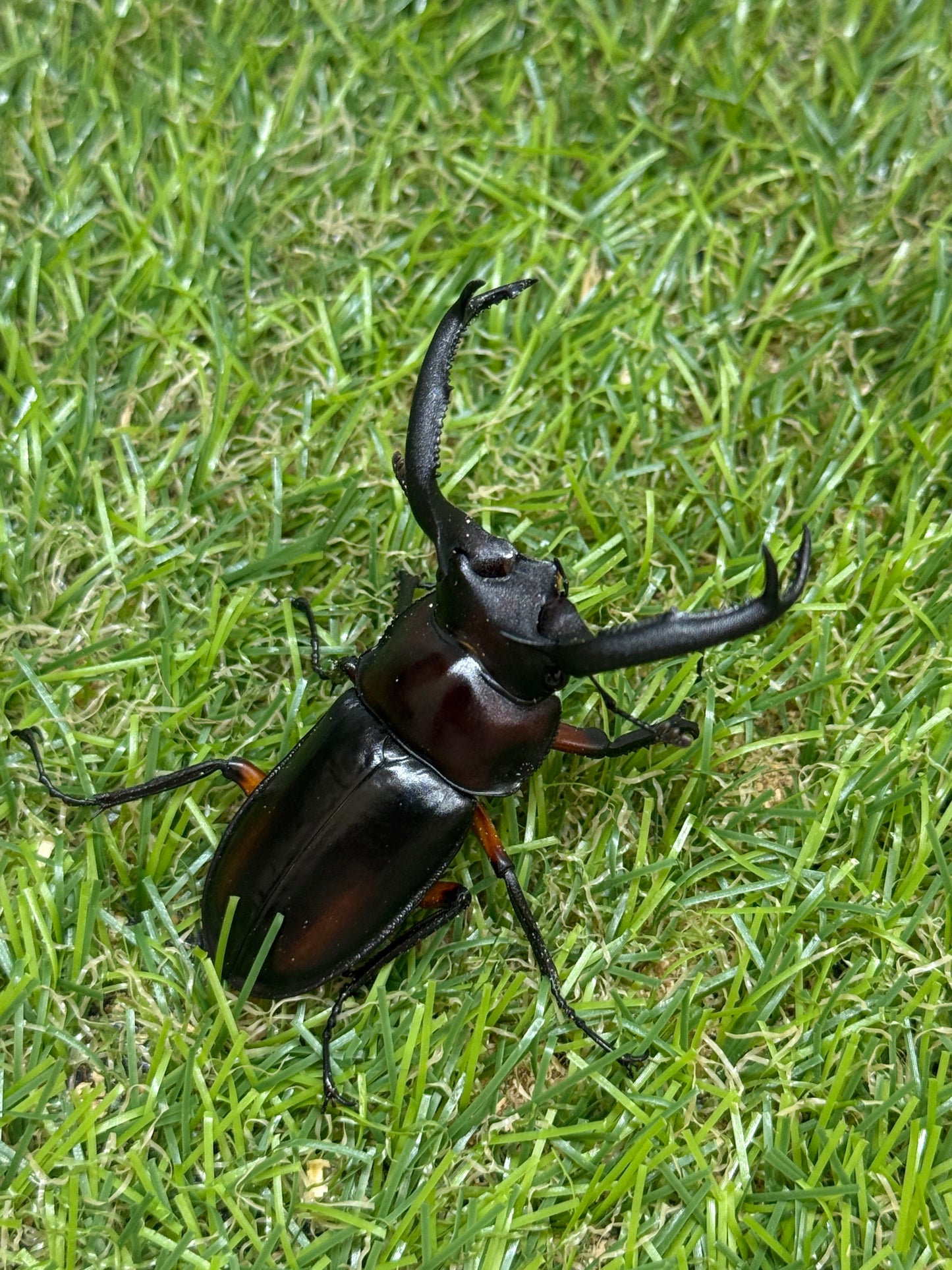 ディディエールシカクワガタ　♂61mm 成虫ペア