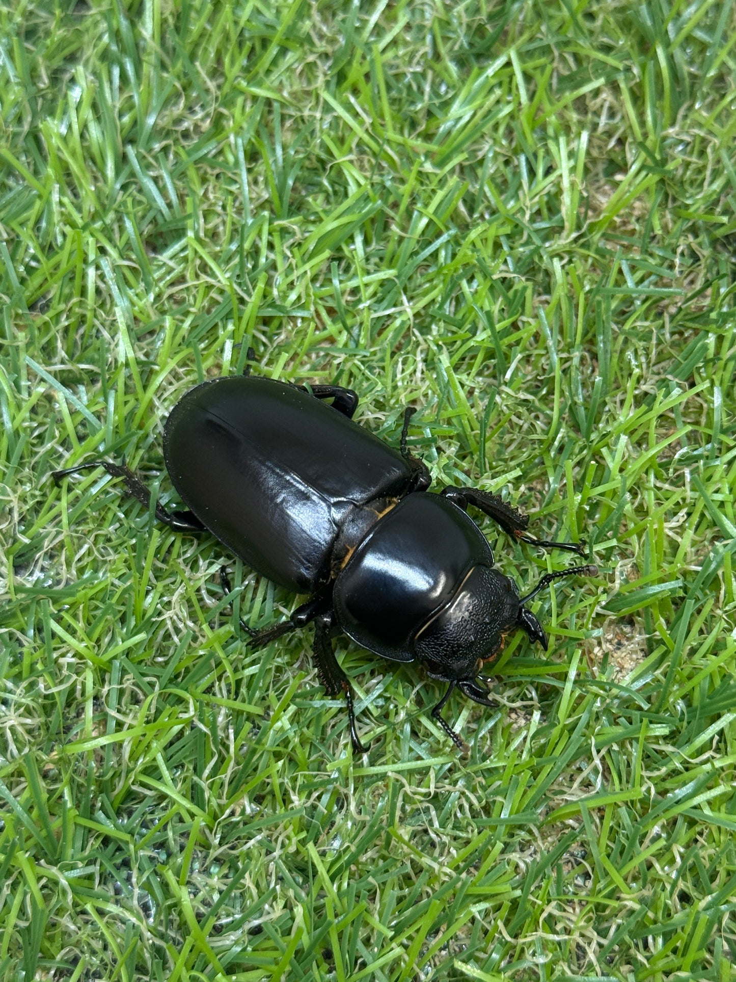 インドアンタエウスオオクワガタ　♂76mm成虫ペア