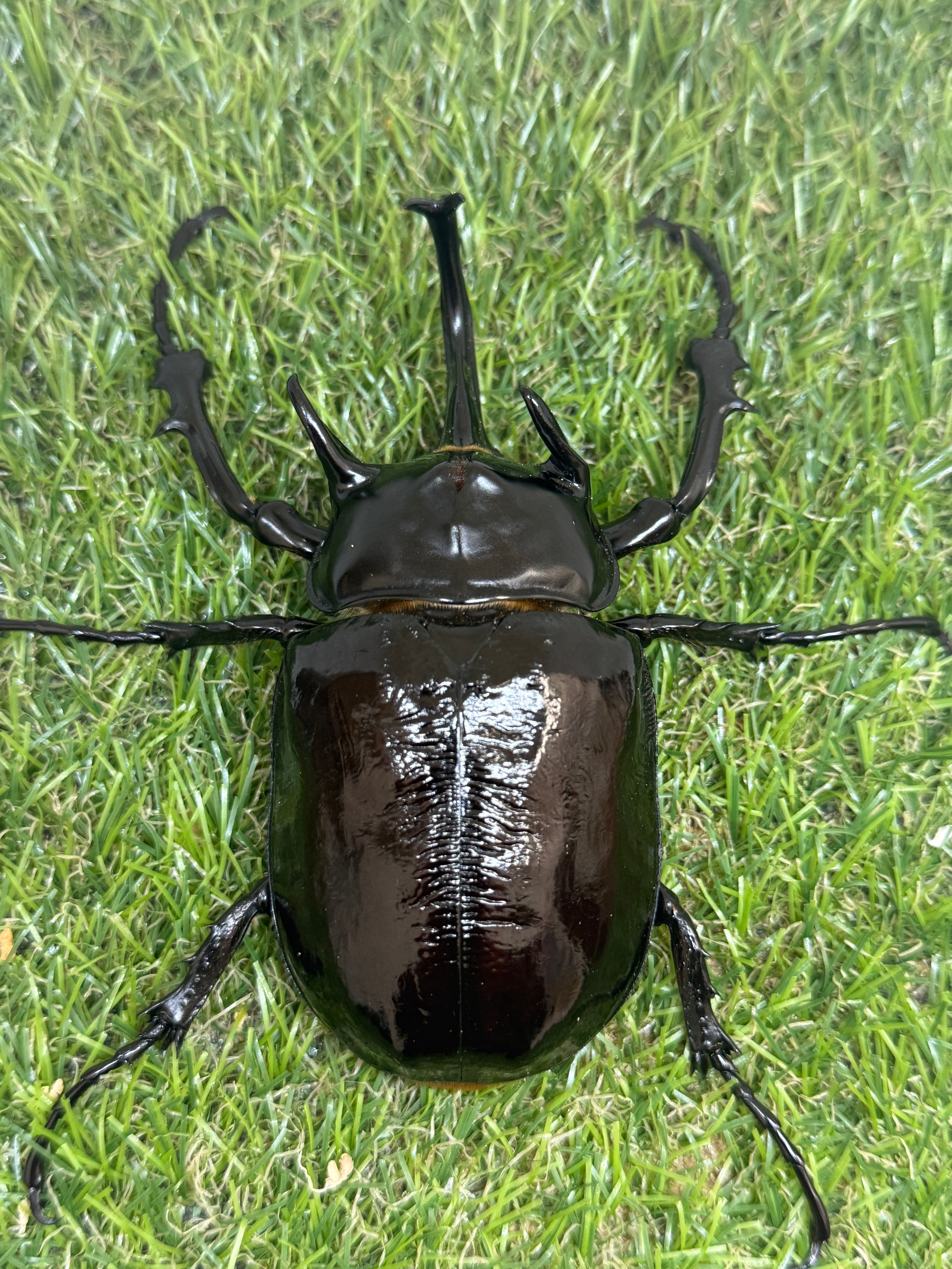 マルスゾウカブト ♂106mm単品 – 昆虫ショップNexus