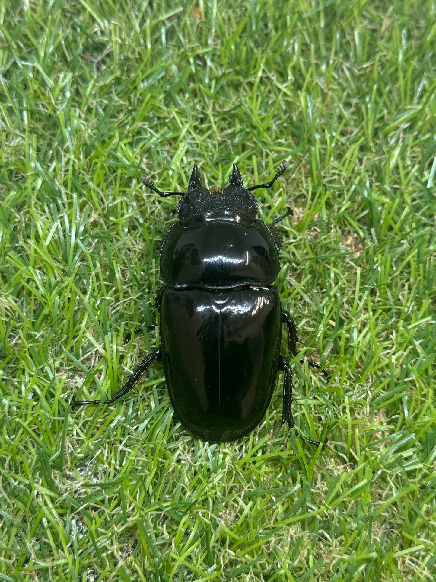 タランドゥスオオツヤクワガタ　♂84.3mm成虫ペア