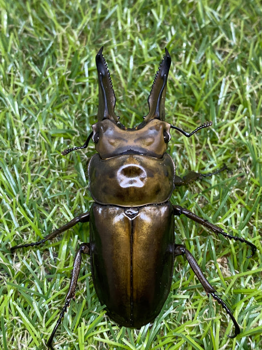 ババオウゴンオニクワガタ　♂68.5mm　成虫ペア