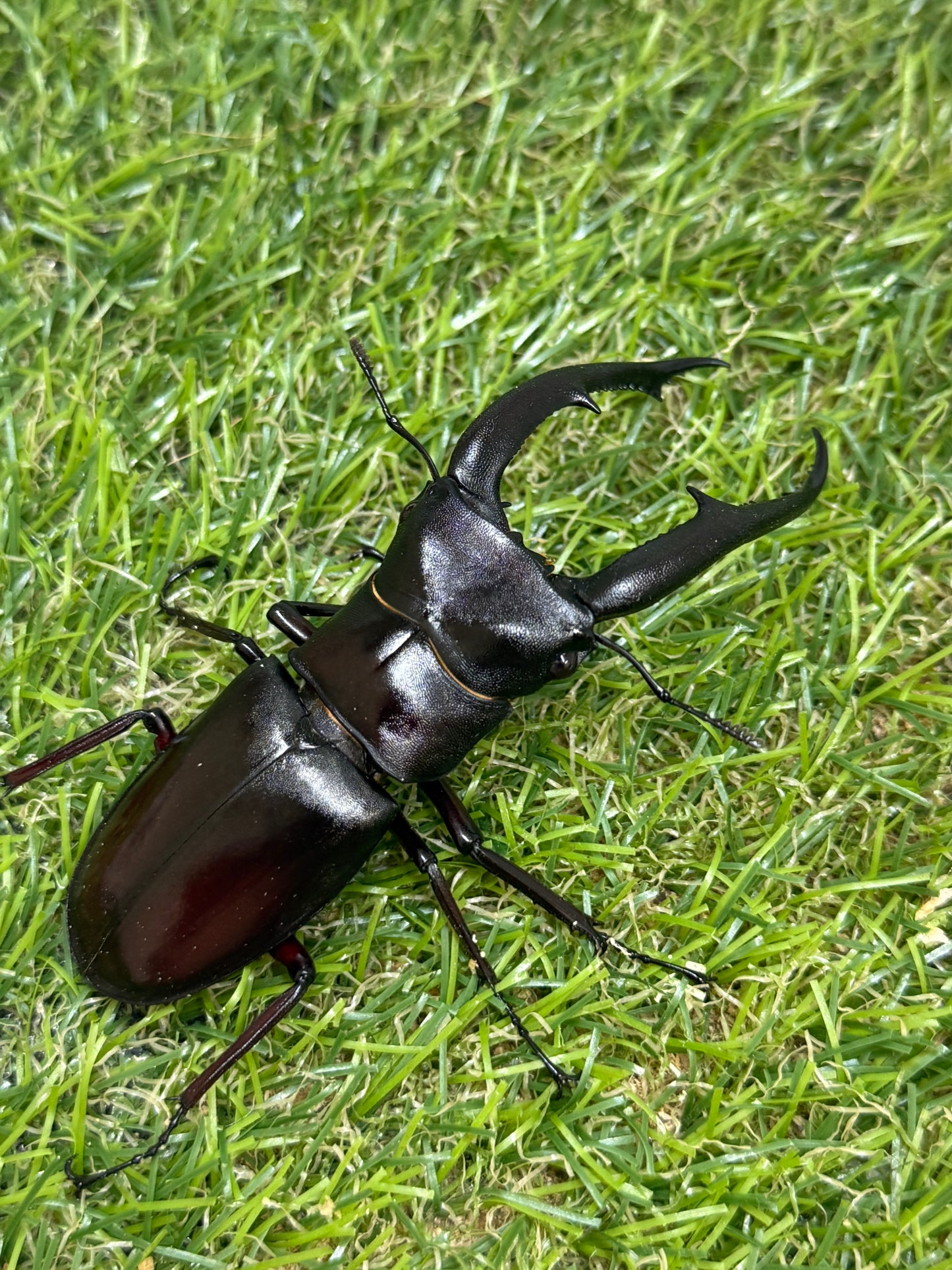 マンディブラリスフタマタクワガタ　♂86mm成虫ペア
