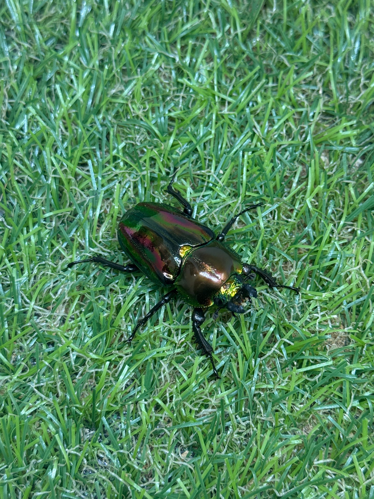 ニジイロクワガタ(ピカール系)　♂55.5mm成虫ペア