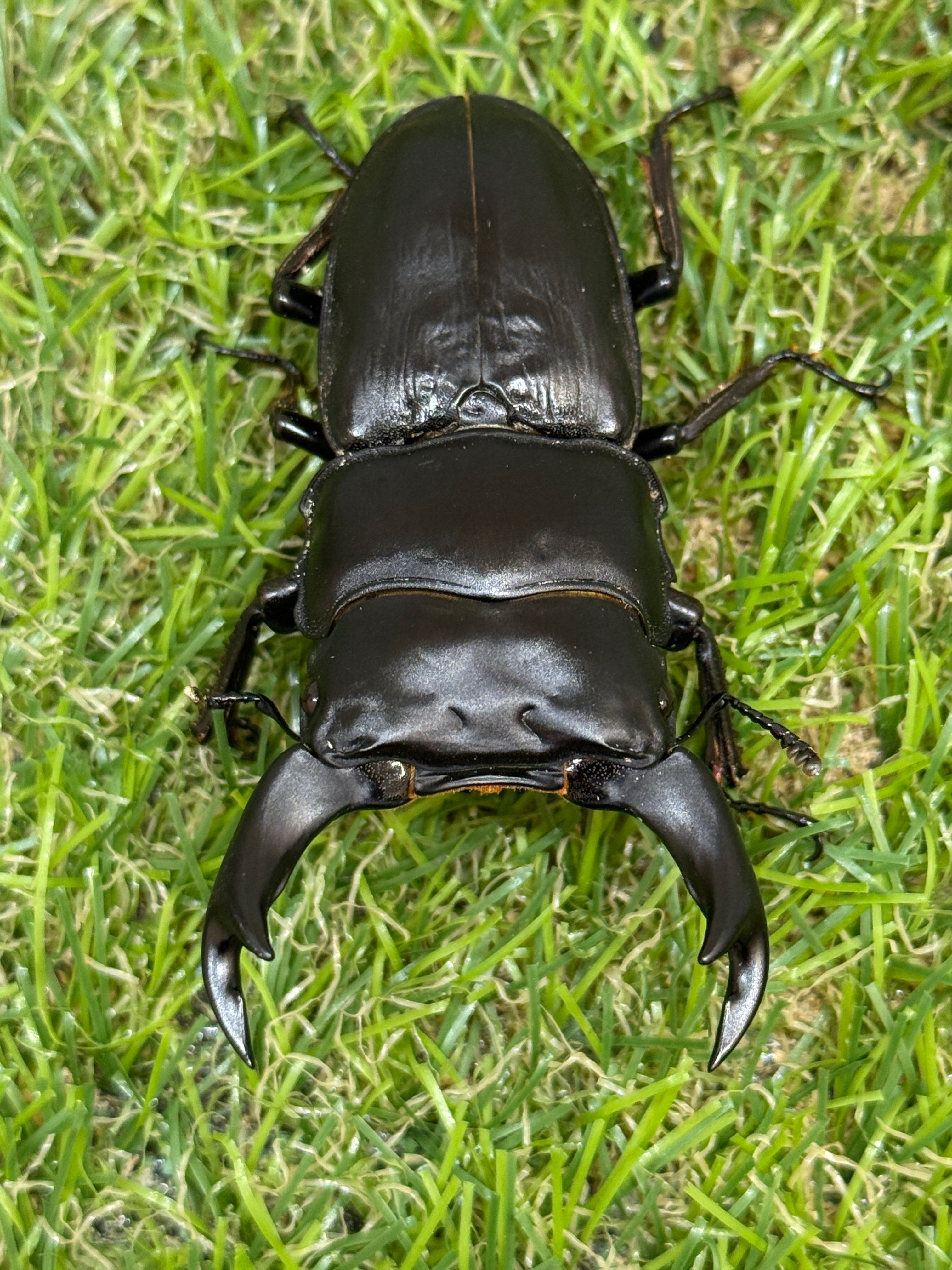 オオクワガタ 奈良輪川西 ♂66.7mm成虫ペア 2026年ブリード個体 – 昆虫 オオクワガタ 奈良輪川西 ♂66.7mm成虫ペア 2026年ブリード個体 – 昆虫