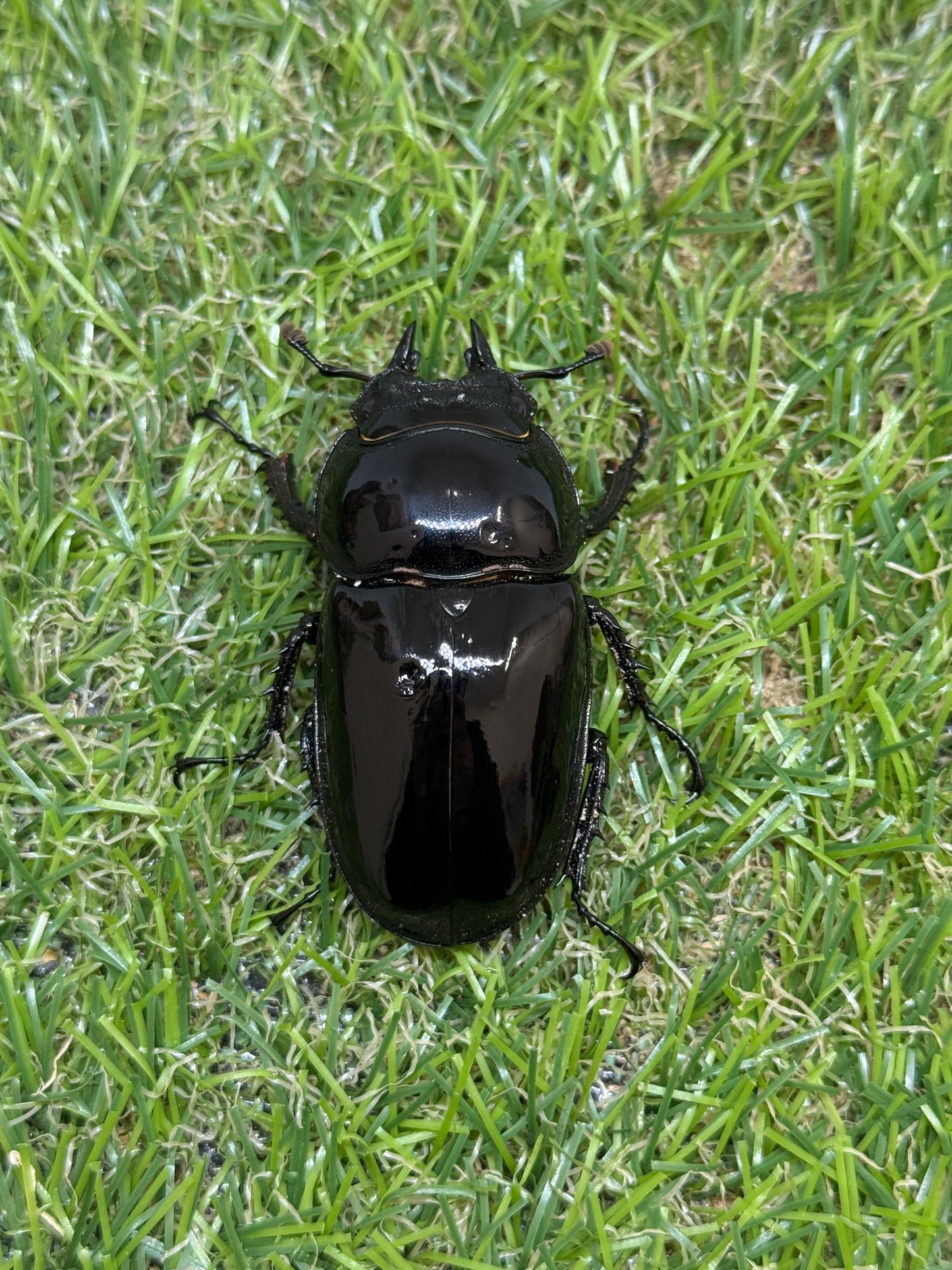 タランドゥスオオツヤクワガタ　♂74mm成虫ペア
