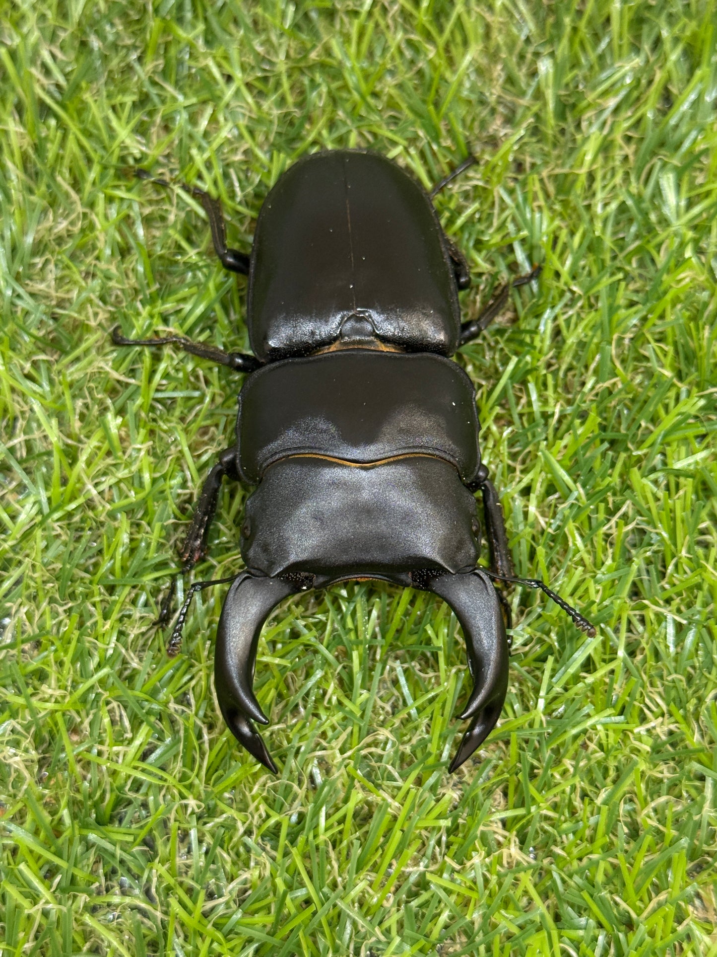 オオクワガタ　奈良輪川西　♂79mm成虫ペア