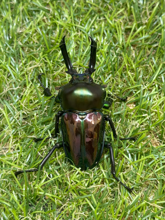 ニジイロクワガタ　♂50mm成虫ペア