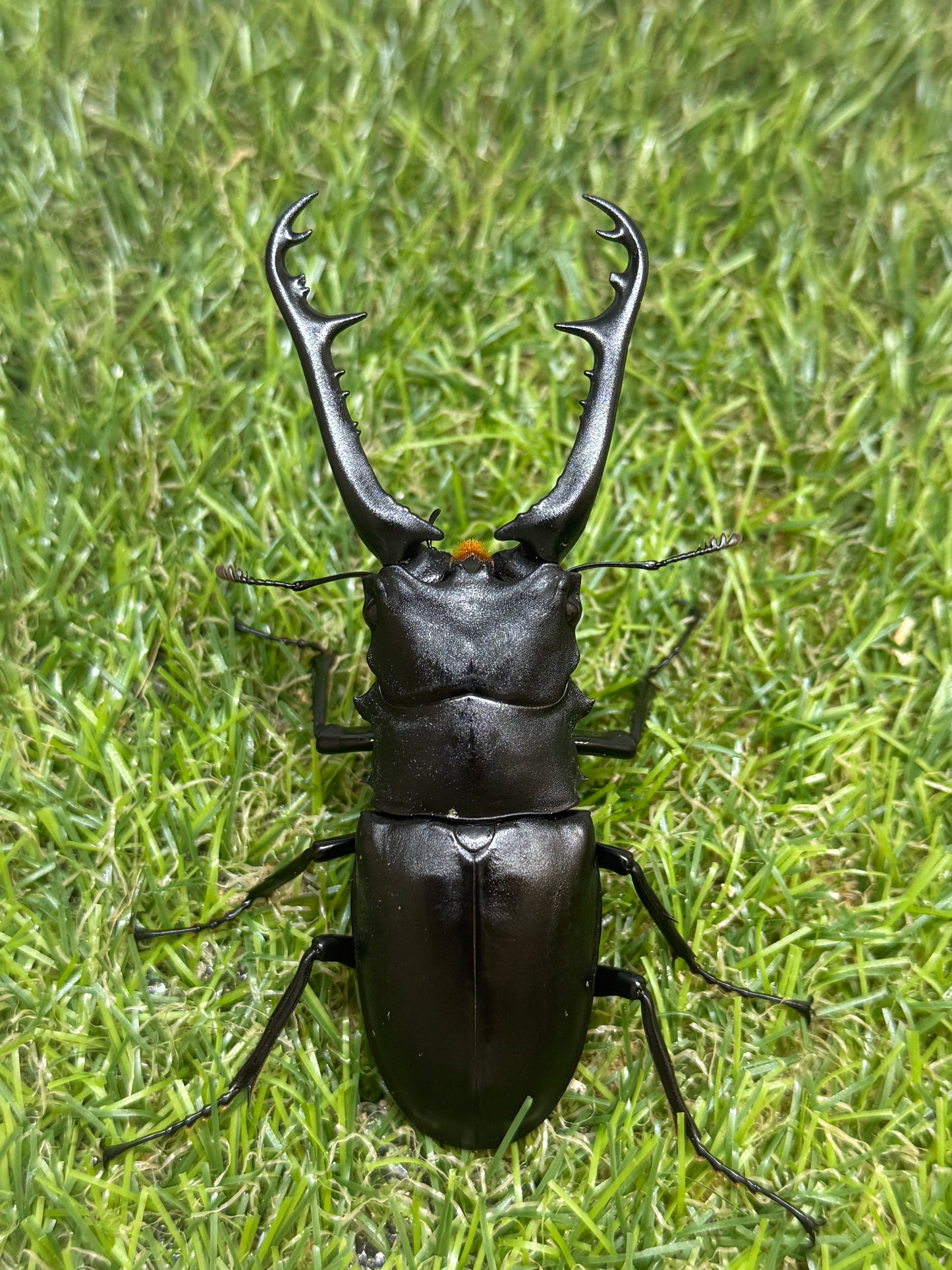 ギラファノコギリクワガタ　ケイスケ　♂93.5mm成虫ペア