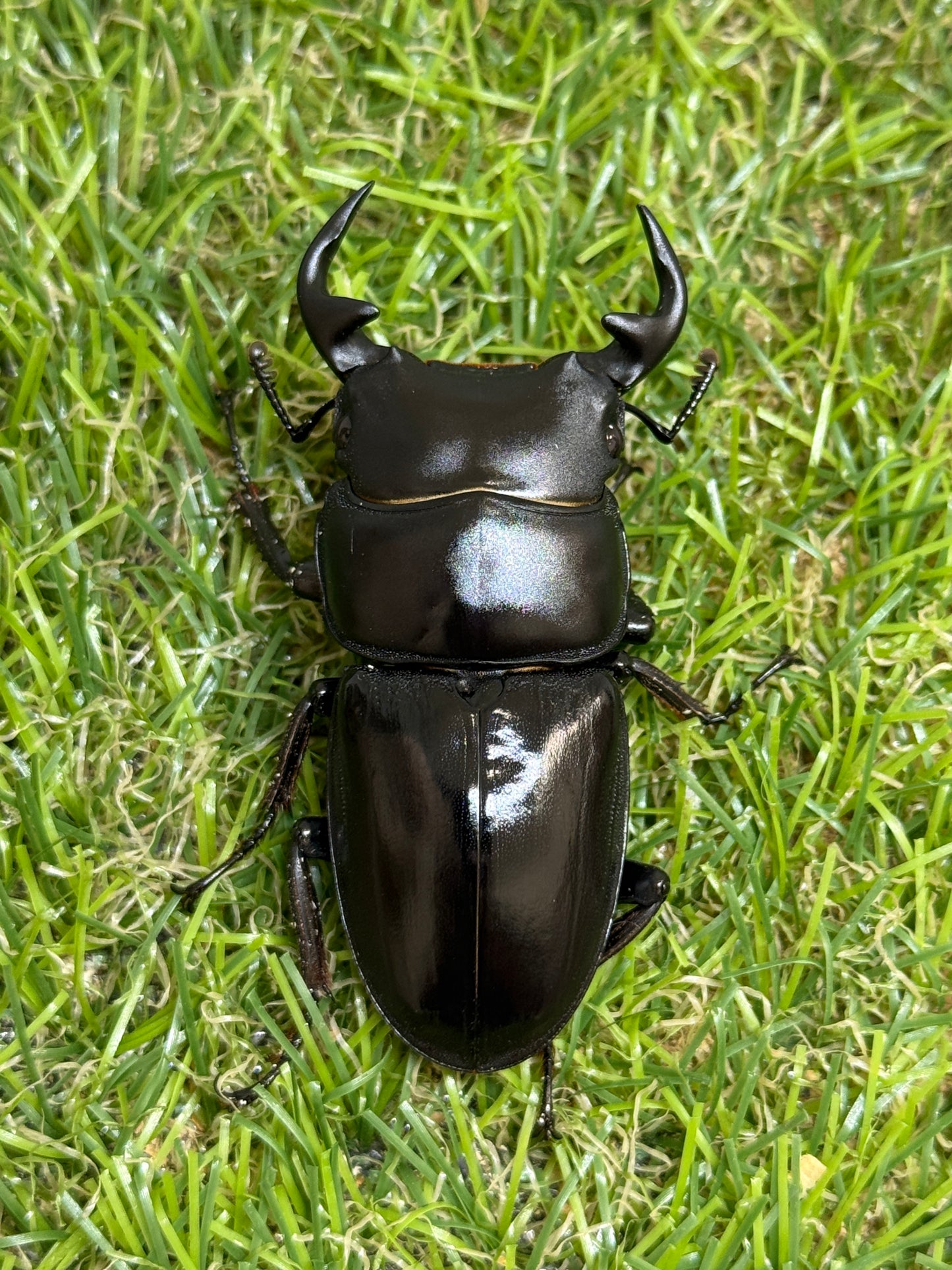 グランディスオオクワガタ　♂59.6mm成虫ペア