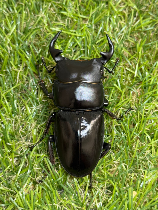 グランディスオオクワガタ　♂59.6mm成虫ペア