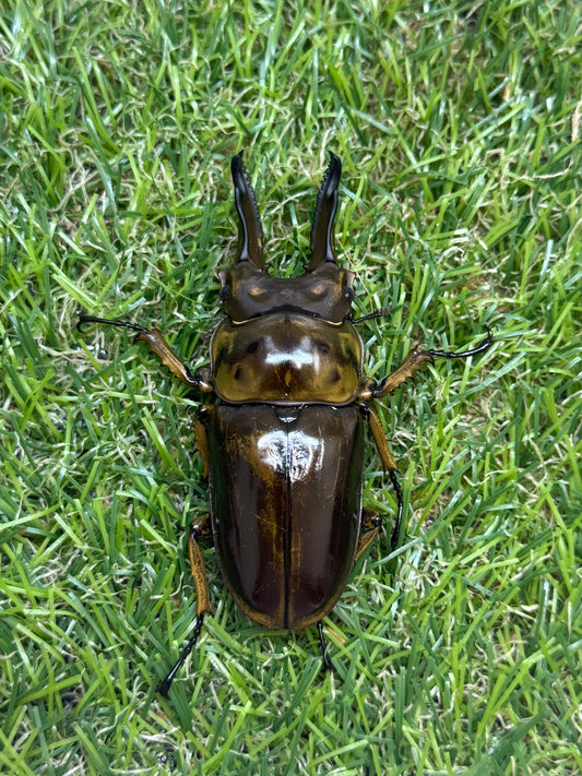 ババオウゴンオニクワガタ　♂69mm成虫ペア