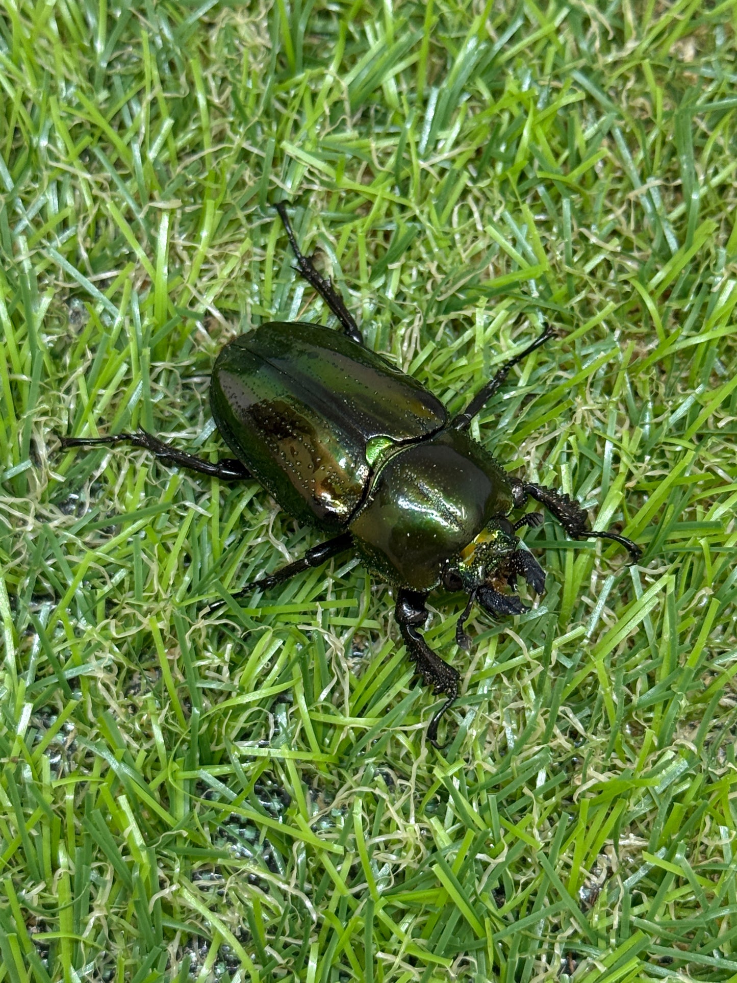 ニジイロクワガタ(グリーン系)　♂52.5mm成虫ペア