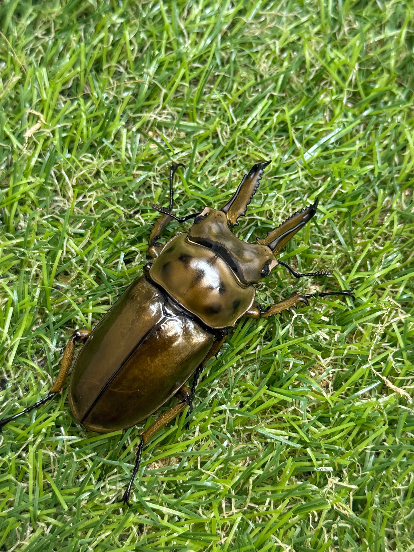 ババオウゴンオニクワガタ　♂61.3mm成虫ペア