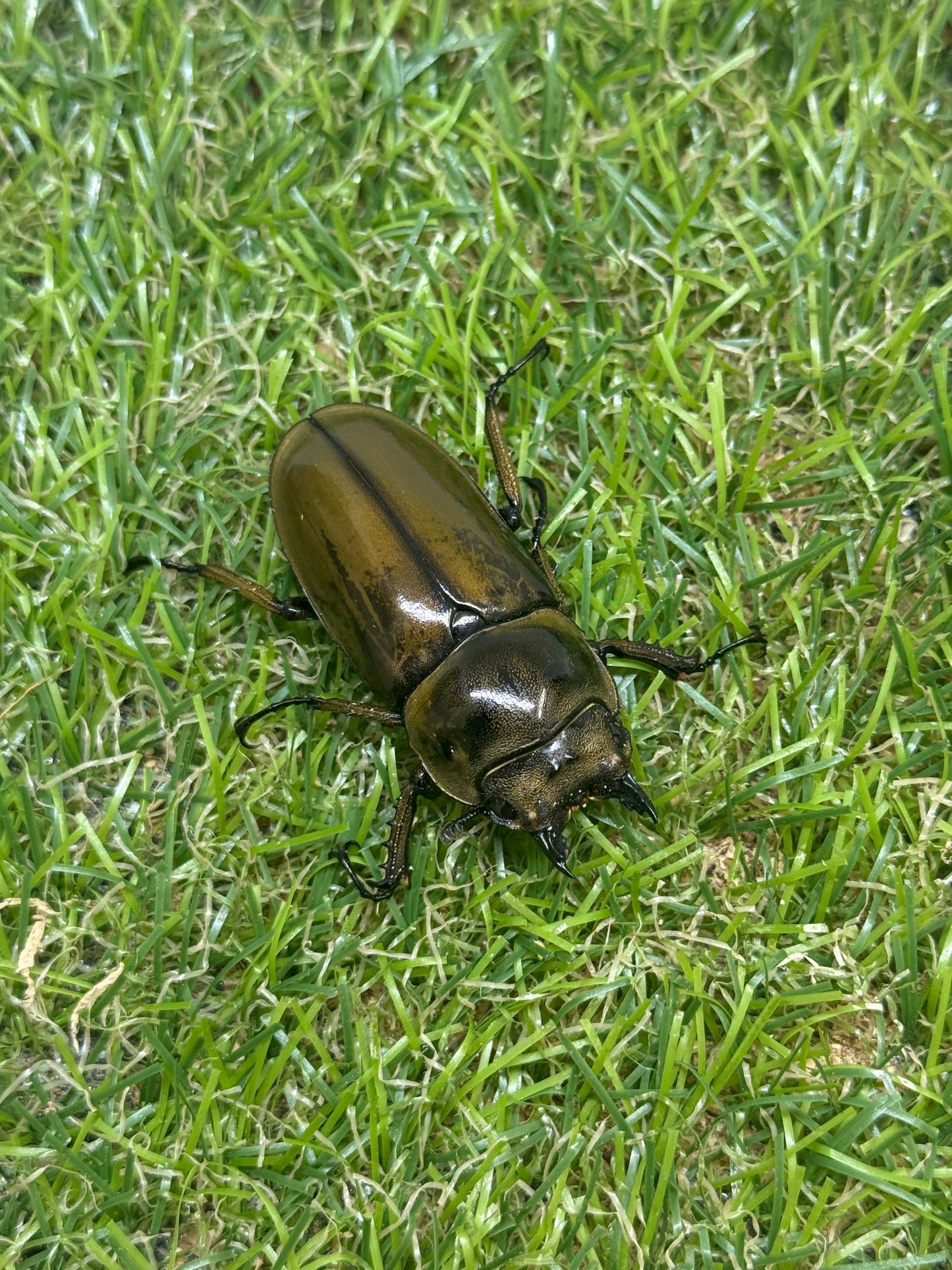 ババオウゴンオニクワガタ　♂46.5mm成虫ペア