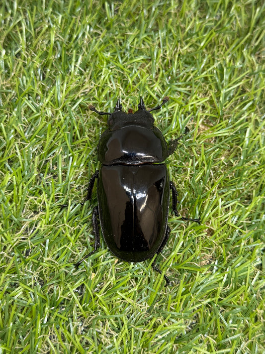 タランドゥスオオツヤクワガタ　♀54.5mm単品