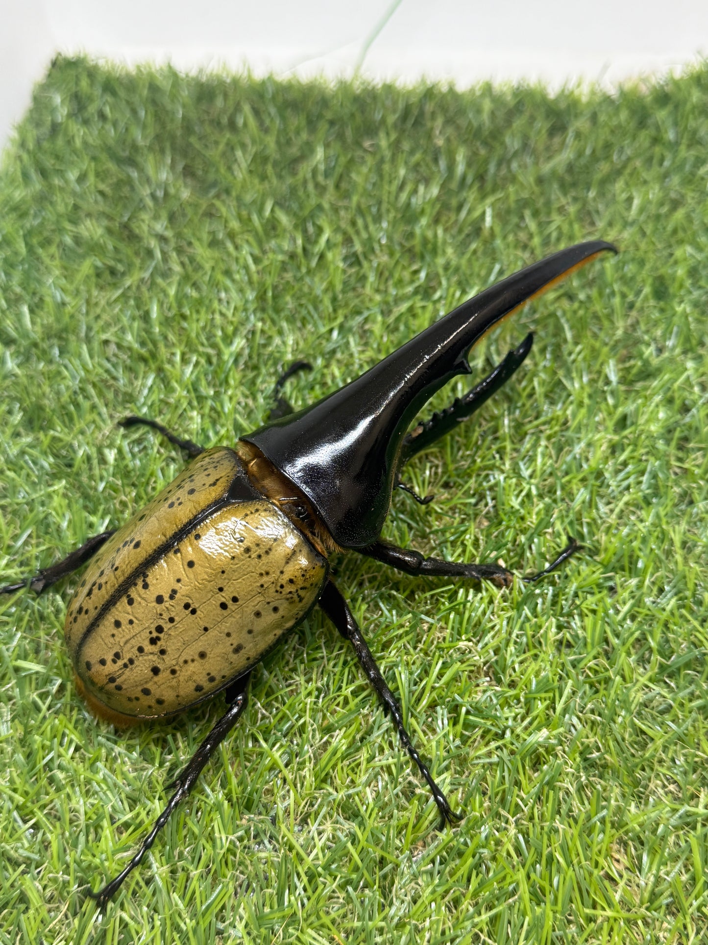 DH･ヘラクレス　♂148mm成虫ペア