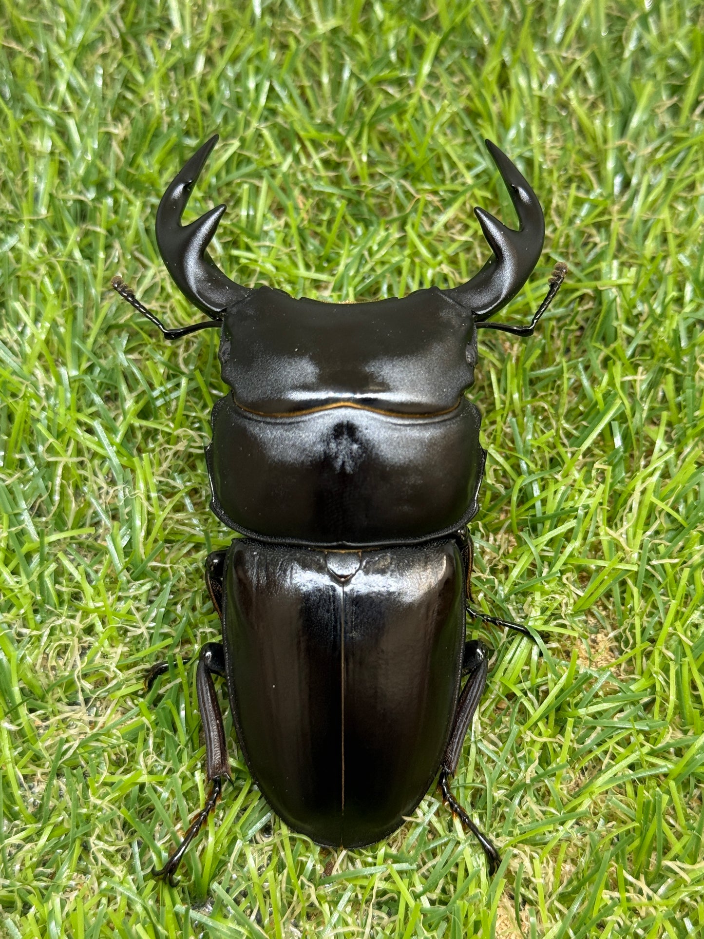 グランディスオオクワガタ　♂82mm成虫ペア