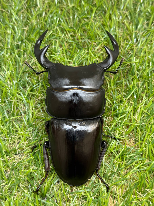 グランディスオオクワガタ　♂82mm成虫ペア