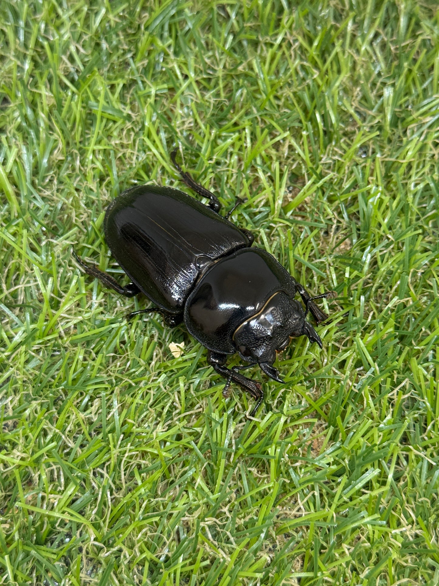 オオクワガタ　奈良輪川西　♂79mm成虫ペア