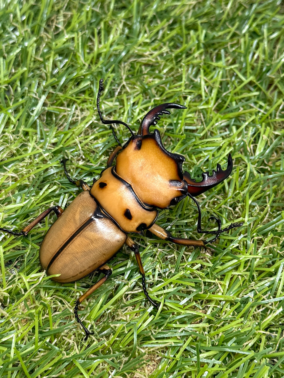 メンガタメリークワガタ　♂50mm成虫ペア