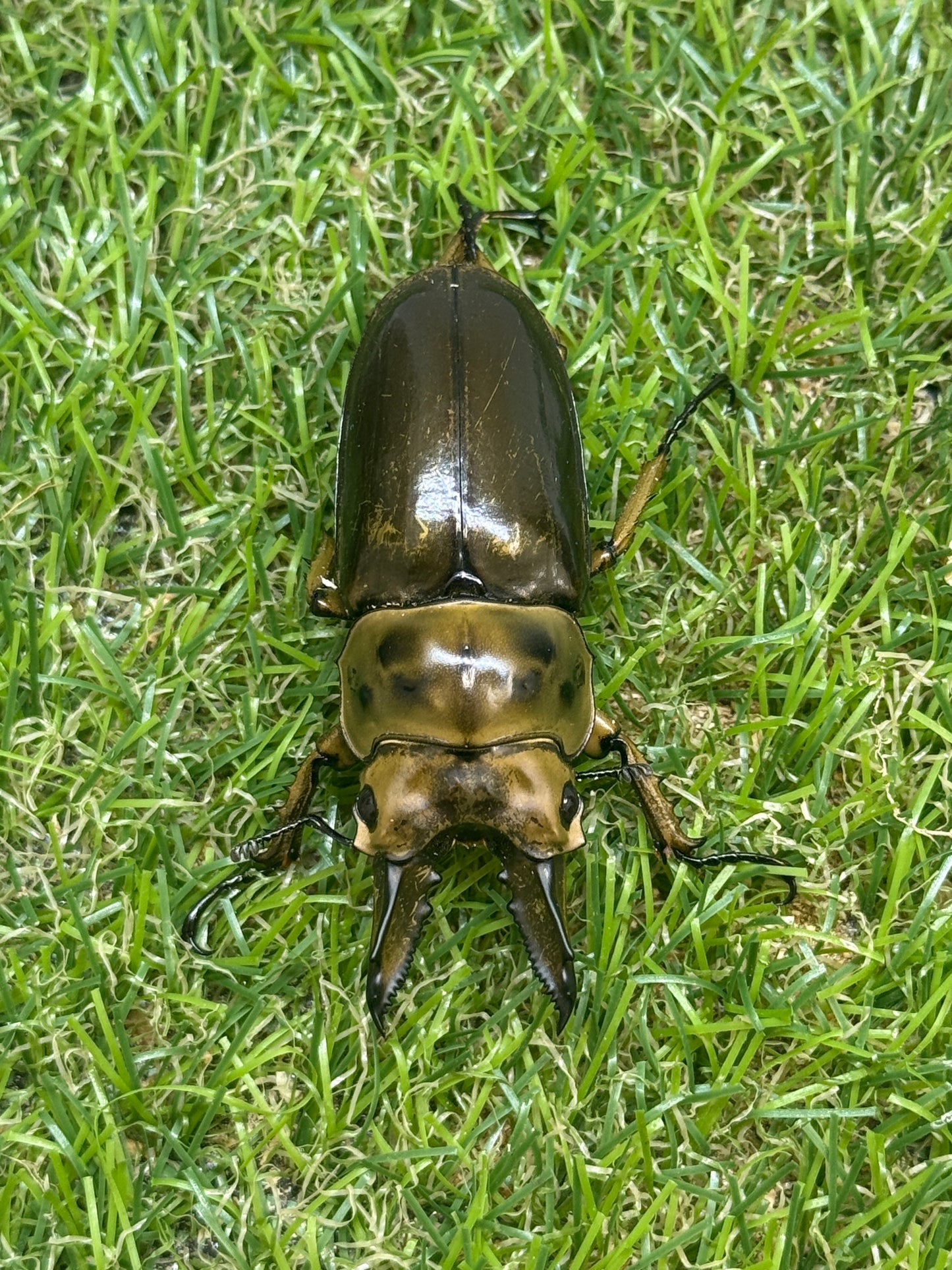 ババオウゴンオニクワガタ　♂58.8mm成虫ペア