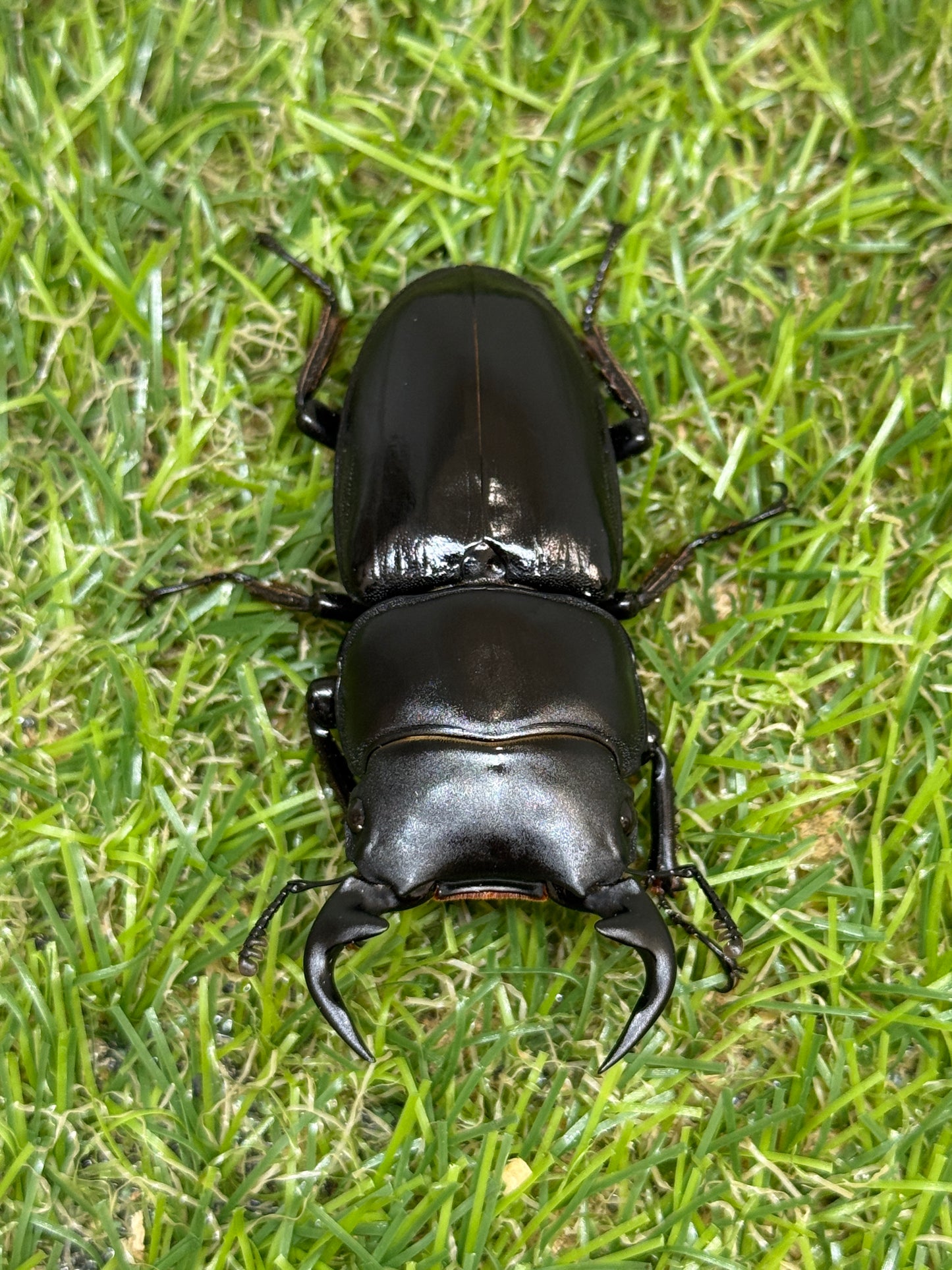 グランディスオオクワガタ　♂59.6mm成虫ペア